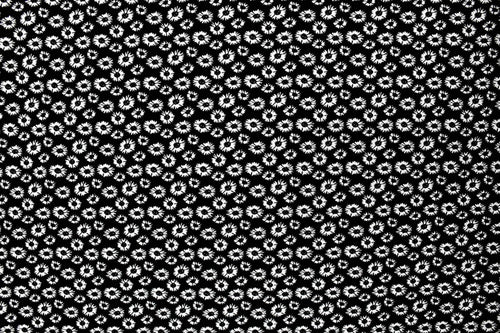 NTG1055 – EBIEcovibe – Digital Nylon Spandex Tricot Print | EBI Fabrics